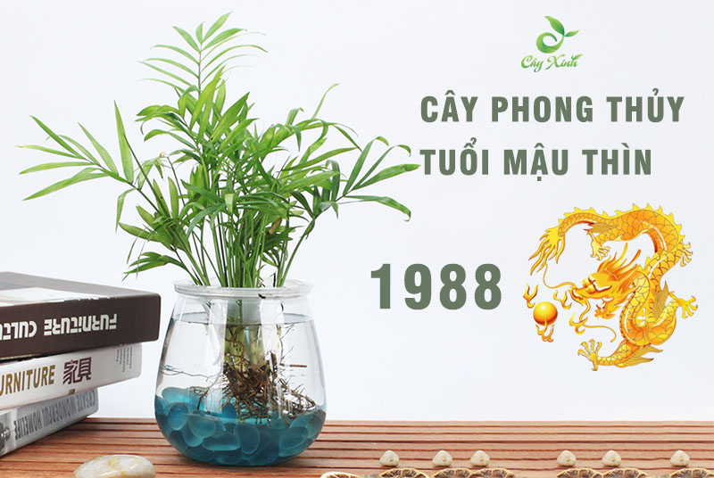 Cau Tiểu Trâm thủy sinh – Cây phong thủy tuổi Mậu Thìn 1988